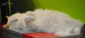 jasmine Jasmine Blossom