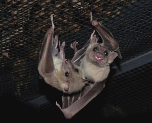 Photo credit: Batworld.org