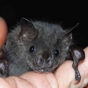 Photo credit: Batworld.org