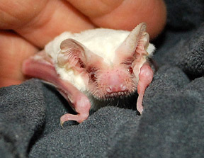 Rest in peace, Ethereal. Photo credit: Batworld.org