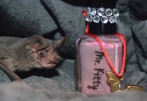 Photo credit: Batworld.org