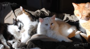 bed_jasmine_and_friends